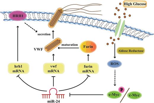 Figure 7. Model of miR-24-mediated regulation of VWF biosynthesis and secretion through the aldose reductase pathway. Hyperglycemia upregulates aldose reductase activity and increases ROS generation in endothelial cells. Increased ROS upregulates c-Myc/c-Myc phosphorylation, which downregulates miR-24, leading to increased expression of VWF, Furin, and HRH1. Therefore, the expression of VWF itself, Furin-dependent VWF maturation, and the histamine-regulated secretion pathways are coordinately upregulated with hyperglycemia.