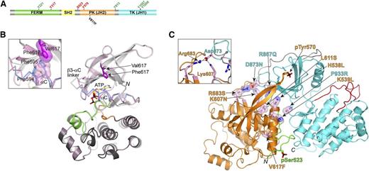 Figure 1. JAK2 domain organization and structural data for JH2 pseudokinase domain. (A) Domain organization of JAK2 shown to linear scale (human, 1132 residues). Select residues mapped as positive- and negative-regulatory phosphorylation sites are labeled in green and red, respectively. The position of the most prevalent MPN mutation, V617F, is also indicated. (B) Crystal structure of JAK2 JH2, wild-type and V617F.33 For wild-type JH2, the N lobe is colored light gray and the C lobe is dark gray. The C helix (αC) is colored blue, the activation loop is colored green, and the catalytic loop is colored orange. The structure of JH2 V617F is superimposed on the wild-type structure and is colored pink throughout. For αC and the preceding linker (β3-αC linker), where the differences between the 2 structures are found, Cα traces are shown. The positions of Val617 (dark gray) and Phe617 (magenta) are indicated. N, N-terminus (residue 536). The C-terminus is not in view. The inset shows a magnified area of the region near Phe617, in particular, the π-stacking interactions between Phe617, Phe594 (αC), and Phe595 (αC) in V617F. The side chains of Phe594 and Phe595 in wild-type JH2 are colored blue. (C) The autoinhibitory pose of JAK2 JH2-JH1 that was derived from MD simulations.39 JH2 is colored orange, JH1 is colored cyan, the SH2-JH2 linker is colored green, and the JH2-JH1 linker is colored gray. Select MPN or leukemia mutations are shown in stick-and-sphere representation (side chains) and colored pink (carbon atoms). Phosphorylated Ser523 and Tyr570 are shown in stick representation. Red, oxygen atoms; blue, nitrogen atoms; yellow, sulfur atoms; black, phosphorus atoms. N, N-terminus (residue 520); C, C-terminus (residue 1132). The inset shows a magnified area of the region near Arg683 (JH2) and Asp873 (JH1). Salt bridges are indicated by dashed black lines. FERM, N-terminal band 4.1, ezrin, radixin, moesin; PK, pseudokinase; TK, tyrosine kinase.