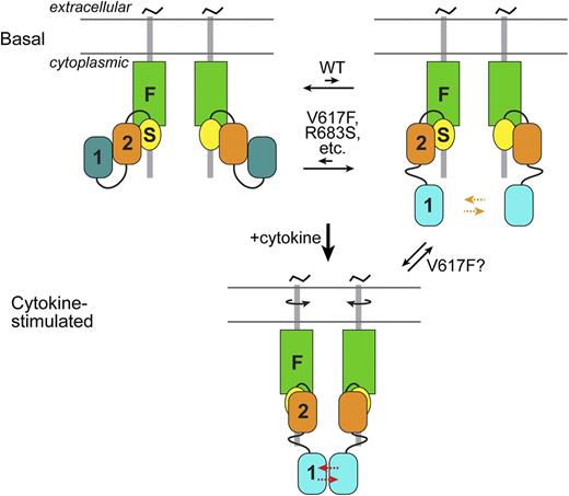 Figure 2. Schematic of JAK2 activation. (Top) In the basal state, 2 JAK2 molecules associate via their N-terminal band 4.1, ezrin, radixin, moesin (FERM or F) and SH2 (S) domains with predimerized type I cytokine receptors. The autoinhibitory interaction between JH2 (2) and JH1 (1) sequesters JH1 from each other and stabilizes an inactive state of JH1 (dark cyan) (left). This is in equilibrium with a state (right) in which JH1 is disengaged from JH2 (JH1 cyan, higher activity), which increases the probability of trans-phosphorylation (orange arrows) on the activation loop of JH1. By destabilizing the autoinhibitory interaction, pathogenic mutations, such as V617F and R683S, shift the equilibrium to the partially active state. (Bottom) Cytokine binding to the extracellular region of the cytokine receptors induces a structural rearrangement in the cytoplasmic region (possibly through rotation of the transmembrane helices), which greatly facilitates (red arrows) JH1 trans-phosphorylation. JH2 is also necessary for cytokine-induced JAK2 activation, but the molecular interaction(s) responsible for this is not known (and not shown). As indicated, in addition to destabilizing the autoinhibitory interaction, V617F might promote the JH2-mediated positive interaction normally induced by cytokine (or possibly promote an interaction distinct from the cytokine-mediated one).