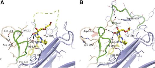 Figure 2. Crystal structures of Fab 72 and MEDI2452 in complex with ticagrelor. Fab 72 (pdb id 5alc) (A) and MEDI2452 (pdb id 5alb) (B) are shown in ribbon representation, with amino acid residues within 7 Å from ticagrelor shown as sticks. Some main-chain atoms were omitted for clarity. Light chains are shown in beige; heavy chains in light blue; CDR3s from both chains in green. VH CDR3 could not be modeled in the Fab 72 structure, and a tentative location is drawn as a dashed line. The orange arrow indicates the shift in VL CDR3 observed in MEDI2452 compared to Fab 72. Residues are numbered following the Kabat scheme and are prefixed with L or H to indicate light or heavy chain, respectively.