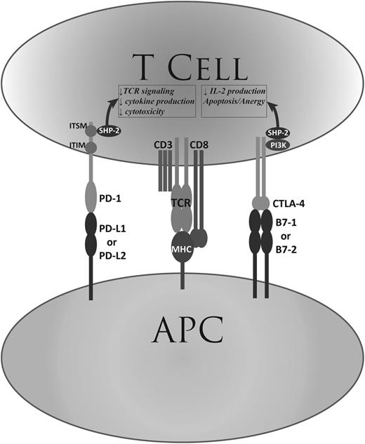 Figure 1. PD-1 and CTLA-4. Shown is a simplified representation of the function of the PD-1 and CTLA-4 immune checkpoint pathways. APC, antigen-presenting cell; CD, cluster of differentiation; IL-2, interleukin-2; ITIM, immunoreceptor tyrosine-based inhibitory motif; ITSM, immunoreceptor tyrosine-based switch motif; TCR, T-cell receptor.