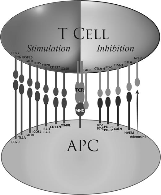 Figure 2. Stimulatory and inhibitory co-receptors. A partial list of currently known stimulatory and inhibitory T-cell co-receptors are shown together with their cognate ligands. HVEM, herpesvirus-entry mediator.