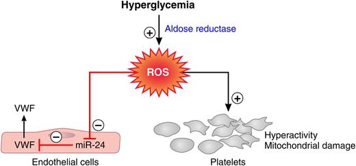 Aldose reductase-mediated effects of hyperglycemia on the coagulation system. Flux of glucose via aldose reductase into the polyol pathway generates ROS. ROS formation depresses miR-24, which releases this miRNA’s block on VWF secretion and results in elevated VWF plasma levels. Aldose reductase-mediated ROS formation also causes platelet hyperreactivity and mitochondrial damage. Red lines, negative regulation; black arrows, positive regulation. Professional illustration by Patrick Lane, ScEYEnce Studios.