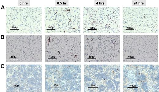 Figure 2. Histologic examination of the lungs and spleens after infusion of AMC EV-megakaryocytes into NSG mice. (A) Temporal representative sections of the lungs in recipient animals after the infusion of human BrdU-labeled megakaryocytes into NSG mice. Counterstained with hematoxylin. Black bar = 100 µm at an original magnification of 40×. (B) Same as in A, but stained for human CD41. (C) Same as in A, but splenic tissue is presented.