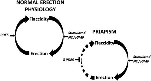Figure 1. Schematic representation of the molecular pathophysiologic mechanisms of RIP that has a likely local vasculogenic association. Normal penile erection physiology depicted on top. This schema does not preclude other neurogenic or hormonal factors that may be involved in eliciting priapism. Decreased basal levels of PDE5 enzyme permits uncontrolled erection (priapism) because of the lack of the normal regulatory control mechanism involved in the return of the penis back to its flaccid state. Circular arrows signify the pathway between penile erection states. Horizontal black arrows signify regulation. Horizontal black T-shapes signify inhibition. Downward black arrows signify downregulation.