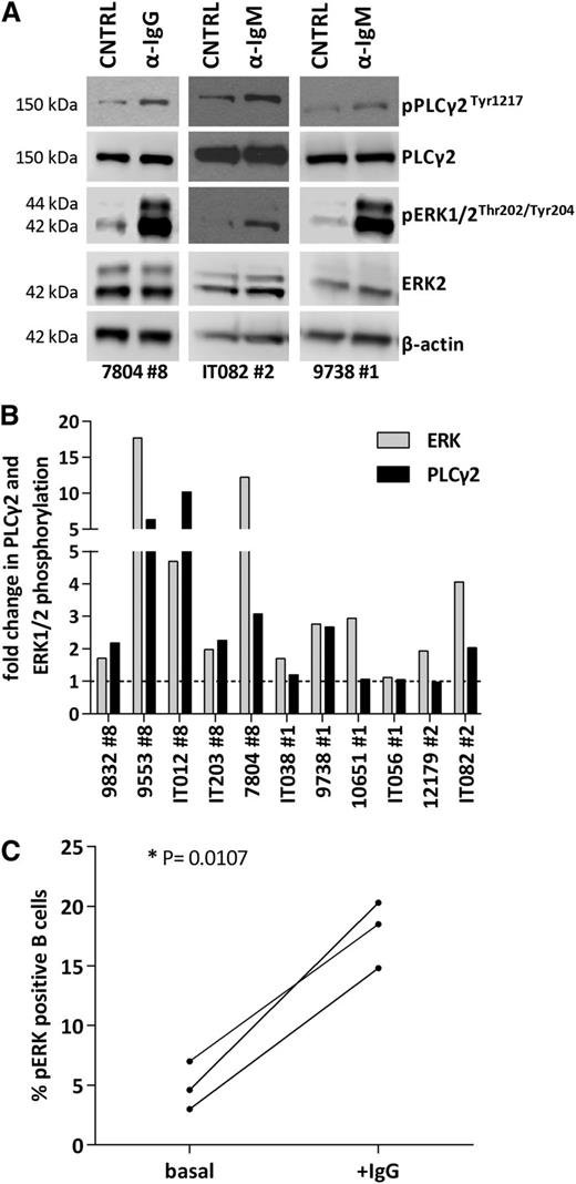 Figure 5. Profiling of BCR signaling cascade in stereotyped subsets #1, #2, and #8. (A) Immunoblotting analysis of 3 representative responsive cases from stereotyped subsets #1, #2, and #8, in which BCR crosslinking increases p-PLCγ2 and p-ERK levels. (B) Densitometric analysis of p-ERK/ERK and p-PLCγ2/PLCγ2 levels in stereotyped subsets #1, #2, and #8 CLL samples after BCR crosslinking; the increase in p-PLCγ2 and p-ERK levels is more pronounced in subset #8 CLL cells. (C) Untreated subset #8 CLL cells exhibit low basal levels of p-ERK1/2 that increase after BCR engagement in vitro (+IgG), further documenting signaling capacity. *P < .05. CNTRL, unstimulated control.