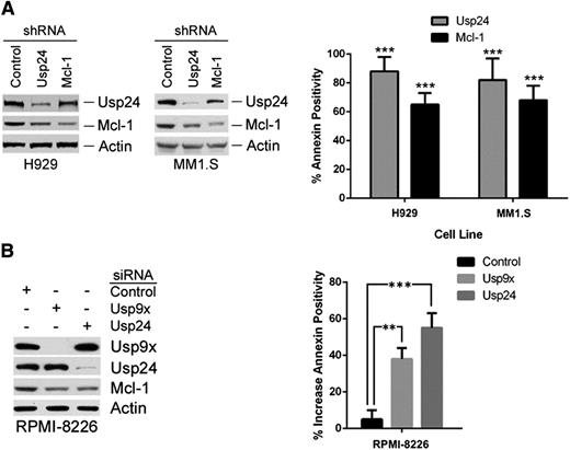 Figure 4. Usp24 KD reduces Mcl-1 levels and myeloma cell survival. (A) Usp24 or Mcl-1 were knocked down by control or specific shRNA retrovirus and selected for puromycin resistance before cell lysates were examined for the protein indicated (left) or cell survival by measurement of annexin positivity (right). The results represent the average ± SD of triplicate assays. (B) RPMI-8226 myeloma cell lines were subjected to siRNA-mediated KD of control (luciferase), Usp9x, or Usp24 before assessing the protein indicated by immunoblotting (left). Increase in annexin positivity was assessed as a measure of cell viability. The values represent the average ± SD of 3 replicates from 2 independent experiments. **P < .01; ***P < .005.