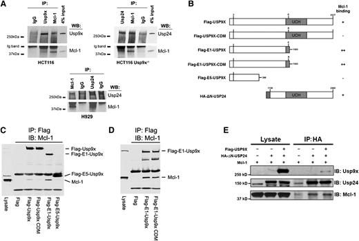 Figure 5. Usp9x and Usp24 associate with Mcl-1. (A) HCT116 Usp9x+/+ (wild-type) and Usp9x−/− cell lysates were subjected to immunoprecipitation (IP) with normal immunoglobulin G (IgG), anti-Mcl-1, anti-Usp9x, or anti-Usp24 before immunoblotting (IB) the pulldown for Mcl-1, Usp24, or Usp9x (top 2 panels). H929 cell lysates were immunoprecipitated with normal IgG, anti-Mcl-1, or anti-Usp24 and immunoblotted for Mcl-1 or Usp24 (bottom panel). (B) Organization of the Usp9x and Usp24 constructs used in pulldown experiments and summary of their Mcl-1 binding activity. The position of the catalytic domain ubiquitin C-terminal hydrolase (UCH) is shown by shading. Flag sequence and HA epitope in the constructs are positioned at the N-termini. Numbers and letters designate highlighted amino acids. (C) Flag-tagged control or Flag-tagged full-length and deletion constructs of Usp9x (illustrated in panel B) were expressed in HEK293T cells and subjected to Flag immunoprecipitation followed by immunoblotting of Mcl-1. (D) Flag-tagged control or deletion constructs of Flag-E1-Usp9x retaining the active site cysteine (C1566) or a catalytic domain mutant (CDM-C1566A) were expressed in HEK293T cells and subjected to Flag pulldown followed by Mcl-1 immunoblotting. (E) HEK293T cells were transfected with the constructs designated before the input lysates and anti-HA (Usp24) immunoprecipitates were subjected to immunoblotting with antibodies against Usp9x, Usp24, and Mcl-1. WB, western blotting.