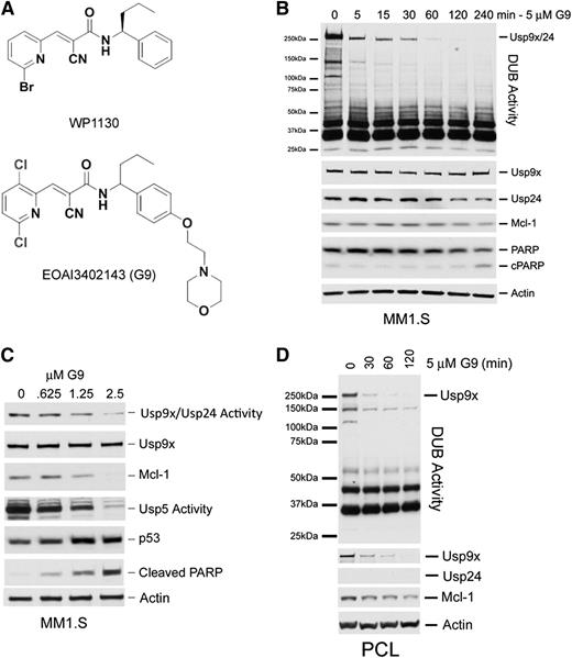 Figure 6. Structure and activity of a novel DUB inhibitor. (A) Chemical structures of WP1130 and G9. (B) MM1.S cells were treated as described with 5 µM G9 before assessing DUB activity (top) and total protein expression of Usp9x, Usp24, Mcl-1, PARP, and β-actin. The HA-labeled Usp9x/Usp24 band is shown at the top. (C) MM1.S cells were treated with the G9 concentration indicated before assessing changes in DUB activity associated with Usp9x/Usp24 and Usp5. Lysates were also immunoblotted for Mcl-1, p53, and cleaved PARP as a measure of apoptosis. Actin was blotted as a loading control. (D) Cells derived from a plasma cell leukemia (PCL) patient were treated with G9 for the time indicated before DUB activity and specific protein levels were determined by HA-UbVS labeling and immunoblotting.