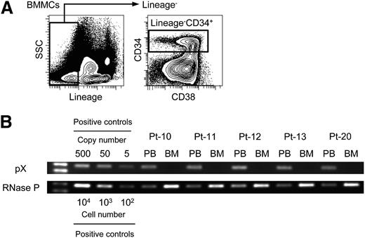 Figure 1. No infection with HTLV-1 in phenotypically sorted hematopoietic stem and progenitor cells. (A) Representative data of sorting lineage–CD34+ cells in BMMCs from an ATL patient are shown. Lineage markers include CD3, CD4, CD8, CD11b, CD14, CD19, CD20, CD56, and CD235. (B) Data of PCR targeting pX as a proviral region and RNase P as an internal control are shown. The same amount of genomic DNA purified from PBMCs (0.6 ng) and lineage–CD34+ cells (6 ng) sorted from BMMCs of each ATL patient are used as a template. Numbers of patients (Pt) are correspondent to those in supplemental Table 1. Positive controls indicate a plasmid DNA-cloning HTLV-1 provirus or genomic DNA of PBMCs from a HI. The left lane shows the size marker.