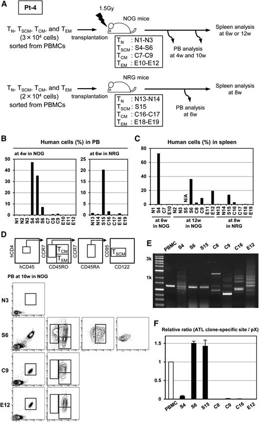 Figure 5. Better engraftment, replenishment of TCM and TEM cells, and high capacity to repopulate the identical ATL clone by TSCM in ATL. (A) The scheme of 2 independent experiments is shown. Mice numbers are indicated in boxes. N, S, C, and E at the head of the numbers are correspondent to mice transplanted with TN, TSCM, TCM, and TEM population, respectively. The proportions of human CD45+ cells in peripheral blood (B) and in spleen (C) are presented. The data of the spleen from S5 mouse are not available owing to death before the indicated time. (D) Representative FACS analyses data on the phenotypic alteration of human CD45+ cells in the peripheral blood from N3, S6, C9, and E12 mice at 10 weeks after transplantation are depicted. (E) Inverse long PCR shows diversity of HTLV-1–infected clones in human CD45+ cells from the spleens of recipient mice. Data from PBMCs of the patient are presented together. The left lane shows the size marker. (F) Quantitative PCR targeting the ATL clone–specific site and the pX region is performed. Value of the ATL clone–specific site normalized to the value of the pX region is displayed as the relative ratio to that of PBMCs of the patient.