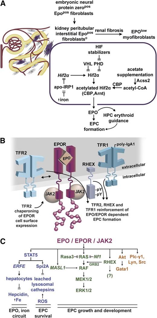 Figure 1. Emerging EPO and EPOR regulators, and action circuits. (A) Regulators of EPO expression in renal peritubular interstitial fibroblasts: during embryogenesis, neural tissue derived EPOpos protein-zeropos fibroblasts occupy interstitial peritubular sites within the neonatal kidney. Renal damage and fibrosis can convert these cells to EPOlow myofibroblasts.24 Within EPOpos interstitial fibroblasts, the EPO production is modulated in part by HIF2α, which itself is regulated at multiple levels. Iron reverses apo-IRP inhibition of HIF2α translation.31 HIF2α turnover is promoted by VHL and PHDs,30 and pharmacologic inhibitors of PHDs stabilize HIF2α.34 During stress erythropoiesis, acetate supplementation can further enhance HIF2α complex acetylation, activity, and EPO production via an Acss2-CBP circuit.33 (B) Modulation of EPOR signaling by interacting plasma membrane proteins: TFR2 associates with the EPOR and can modulate its trafficking.44 Upon p-IgA1 ligation, Tfr1 can also enhance EPOR signaling.48 RHEX also associates with the hEPOR, and promotes EPO-dependent human erythroblast formation.47 (C) Recently defined EPO/EPOR signal transduction circuits: newly discovered EPO/EPOR response genes include ERFE, Spi2A, and MASL1. As a secreted TNF-related cytokine, ERFE completes a circuit between EPO action, and regulation of systemic iron levels.89 By inhibiting leached lysosomal cathepsins, Spi2A cytoprotects erythroblasts against consequences of oxidative damage.71 MASL1 acts within a central RAS/MEK/ERK circuit,63 together with RHEX, to reinforce ERK1/2 activation.47 Further dynamic balancing of essential RAS/MEK/ERK signals (and of EPC formation) occurs via RAS down-modulation by Rasa356 and Nf1.57 Pro-erythropoietic effects also are being established for Akt, Plc-γ1, Lyn, and Src kinases. Akt can affect erythroid development via serine phosphorylation of Gata1,92 whereas Lyn and Src can act to enhance EPO/EPOR activated growth/development signals,83,84 and to modulate Cbl’s E3 ligase effects on EPOR turnover.74,75 For each of these EPO/EPOR signal transducers, their engagement and actions appear to become especially important during anemia and/or stress erythropoiesis.