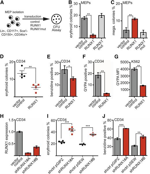 Figure 1. RUNX1 inhibits erythroid differentiation. (A) Scheme of murine MEP preparation. MEPs were harvested from bone marrow of adult mice and purified by FACS. Colonies from transduced cells (Venus+) were analyzed 8 days after seeding. N = 3 independent experiments. (B) RUNX1 decreases erythroid differentiation of MEPs. The frequency of erythroid colonies was decreased upon wild-type RUNX1 but not upon RUNX1mut expression. (C) RUNX1 enhances megakaryocytic (mega.) differentiation of MEPs. The frequency of megakaryocytic colonies was increased upon RUNX1 expression, whereas RUNX1mut did not show this effect. Colonies with more than 10 cells were included. (D) CFU assay with hCD34+ cells transduced with a RUNX1 expression vector. Sorted (green fluorescent protein–positive) cells were subjected to a CFU assay. The relative frequency of erythroid colonies was decreased on RUNX1 expression compared with the control. N = 4 independent experiments. (E) The percentage of benzidine-positive (heme-expressing) cells was determined using resuspended cells from the CFU assay. (F) RUNX1 inhibits erythroid differentiation of hCD34+ cells in suspension culture. hCD34+ cells were transduced with an empty vector or a RUNX1 expression vector. Cells were kept in suspension culture under conditions that allow erythroid differentiation. Erythroid surface markers were measured by FACS. The percentage of cells expressing the erythroid surface marker GYPA was reduced in RUNX1-expressing hCD34 cells. (G) RUNX1 expression in K562 cells reduces cell surface expression of GYPA. Shown is the median fluorescence intensity (MFI) of GYPA-allophycocyanin staining in control cells and K562 cells transduced with RUNX1. (H) Knockdown of RUNX1 in hCD34+ cells using 2 different shRNAs reduced the RUNX1 mRNA amount. (I) RUNX1 knockdown led to an increased number of erythroid colonies in a CFU assay. (J) The knockdown led to an increased number of (heme-expressing) benzidine-positive cells. For RUNX1 knockdown, 2 different shRNAs were used, which were in distinct vector backbones. Control vectors expressed a nontargeting shRNA. The P values were calculated using Student t test. *P < .05; **P < .01; ***P < .001. mRNA, messenger RNA; RUNX1mut, DNA binding–deficient RUNX1 mutant.