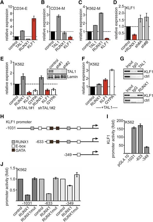 Figure 2. Expression of RUNX1, TAL1, and KLF1. Expression of TAL1, RUNX1, and KLF1 on erythroid or megakaryocytic differentiation of hCD34+ hematopoietic progenitor cells. Human expanded CD34+ cells were differentiated toward erythrocytes (CD34-E) (A) or megakaryocytes (CD34-M) (B). Shown is the relative mRNA expression compared with control cells. (C) Expression of TAL1, RUNX1, and KLF1 upon megakaryocytic differentiation of K562 cells. (D) Overexpression of RUNX1 in K562 cells reduces KLF1 expression compared to the empty vector control. RUNX1 knockdown using 2 different shRNAs increased KLF1 expression. (E) TAL1 knockdown by shRNA in K562 cells reduces KLF1 and GYPA mRNA expression. TAL1 was knocked down with 2 different shRNAs. The western blot shows the decreased TAL1 protein amount. Lamin was used as a loading control. (F) TAL1 overexpression in K562 cells increases KLF1 and GYPA mRNA expression. (G) KLF1 is a direct target gene of TAL1 and RUNX1. ChIP in K562 cells with antibodies against TAL1 (top) and RUNX1 (bottom) shows binding of the transcription factors to the KLF1 promoter but not to a control region. (H) Schematic representation of the KLF1 promoter region. Predicted binding sites for RUNX1, TAL1 (E-box), and GATA are shown. Deletion constructs for promoter analysis are displayed. The arrows mark the transcriptional start site. (I) The activity of the KLF1 promoter deletion constructs in K562 cells is shown as fold change related to the empty luciferase vector. (J) KLF1 promoter assay reveals inhibitory effect of RUNX1 on the activity of KLF1 promoter luciferase constructs −1031 and −633 but not −349. RUNX1mut did not influence promoter activity. Normalized luciferase values are shown in fold change related to the promoter construct without RUNX1 transfection. Error bars represent the standard deviation from at least 4 determinations. Ig, immunoglobulin.