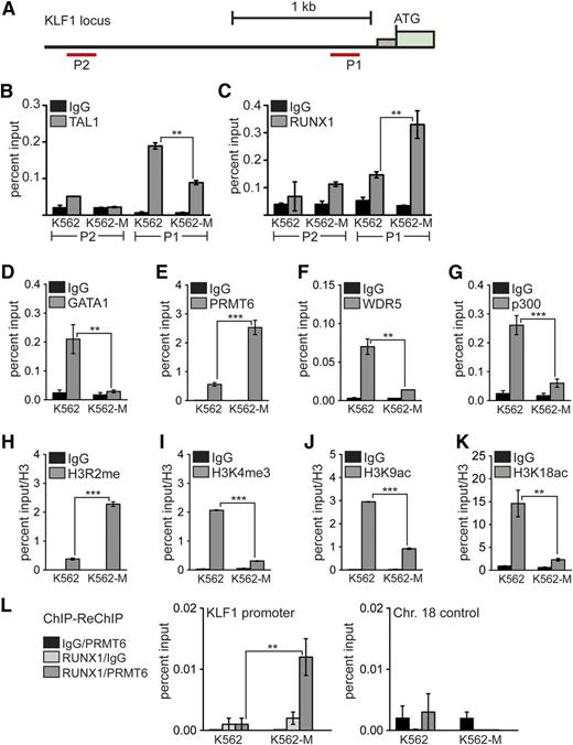 Figure 4. Increased RUNX1 binding to the KLF1 promoter correlates with repression. (A) Schematic representation of the KLF1 promoter region. The position of primer pairs for ChIP is shown (P1 and P2). Transcription factors and histone modifications at the KLF1 promoter were measured in wild-type K562 cells (K562) and after megakaryocytic differentiation (K562-M) by ChIP. (B) Binding of TAL1 was detected at the P1 KLF1 promoter region in wild-type K562 cells (K562). TAL1 binding was reduced upon megakaryocytic differentiation (K562-M). (C) Increased RUNX1 binding was detected at the P1 region after megakaryocytic differentiation (K562-M). (D) GATA1 binding to the KLF1 promoter was decreased upon megakaryocytic differentiation. (E) PRMT6 binding to the KLF1 promoter was increased after megakaryocytic differentiation. (F) WDR5 binding to the KLF1 promoter was decreased upon megakaryocytic differentiation. (G) p300 binding to the KLF1 promoter was decreased upon megakaryocytic differentiation. (H) The H3R2me histone modification mark was increased after megakaryocytic differentiation. (I) H3K4me3 was reduced upon megakaryocytic differentiation. (J) H3K9ac was reduced after megakaryocytic differentiation. (K) H3K18ac was reduced upon megakaryocytic differentiation. (L) Quantitative ChIP-ReChIP of RUNX1 and PRMT6 with the given antibody combinations show co-occupancy of RUNX1 with PRMT6 at the KLF1 promoter (left) but not at a control region (right). Quantitative PCR values are shown as percentage input. Values gathered for histone H3 modifications were normalized with a ChIP against unmodified histone H3. The P values were calculated using Student t test. **P < .01; ***P < .001. ATG, start codon; Chr., chromosome.