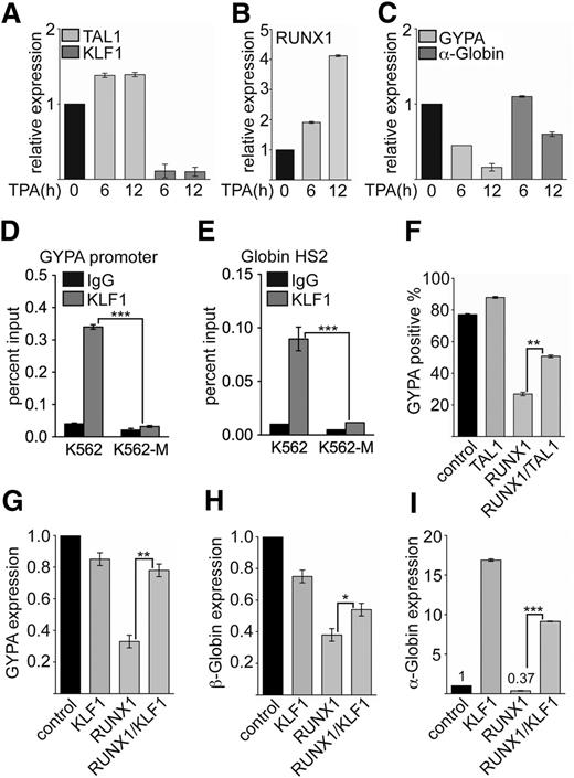 Figure 6. RUNX1, TAL1, and KLF1 are connected in erythroid gene expression control. (A-C) Expression of TAL1, KLF1, RUNX1, GYPA, and α-Globin was determined at the mRNA level at the given time points upon TPA-induced megakaryocytic differentiation of K562 cells. (D) Binding of KLF1 to the GYPA promoter was reduced upon megakaryocytic differentiation of K562 cells. (E) Binding of KLF1 to the regulatory hypersensitive site 2 (HS2) of the Globin locus was reduced upon megakaryocytic differentiation of K562 cells. (F) Coexpression of TAL1 with RUNX1 rescued GYPA expression in wild-type K562 cells measured by FACS. (G-I) Coexpression of KLF1 with RUNX1 rescued expression of GYPA, β-Globin, and α-Globin expression in wild-type K562 cells. The P values were calculated using Student t test. *P < .05; **P < .01; ***P < .001.