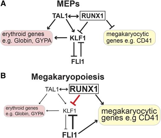 Figure 7. Model of gene expression control by RUNX1 and TAL1 in MEPs and megakaryocytes centered on KLF1. (A) In MEPs, the expression of KLF1 is controlled by TAL1 and RUNX1. TAL1 has an activating role on KLF1 expression and on other erythroid genes such as the Globin genes and GYPA. In MEPs, TAL1 in conjunction with RUNX1 keeps KLF1 at a low level of expression. In MEPs, RUNX1 contributes to the intermediate epigenetic state of megakaryocytic genes such as CD41; as a consequence, they are expressed at a low level.28 (B) In megakaryocytic cells, RUNX1 contributes to the repression of KLF1 expression. Simultaneously, RUNX1 activates megakaryocytic genes such as CD41. The activating role of KLF1 and TAL1 on erythroid genes is diminished, and the erythroid gene expression program is downregulated.