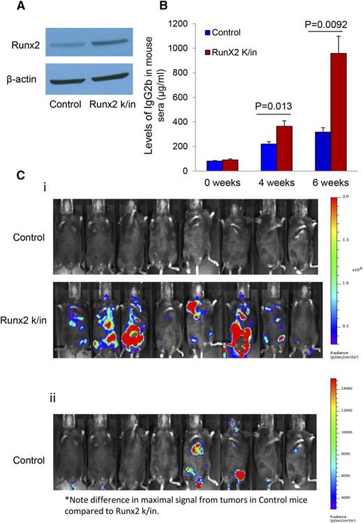 Figure 2. Overexpression of Runx2 in MM cells promotes tumor progression in vivo. (A) Expression of Runx2 in Runx2 k/in 5TGM1 cells was analyzed by western blot. Runx2 k/in cells show enhanced expression of Runx2 compared with vector control cells. (B) IgG2bκ in serum (marker of total tumor burden) was measured by ELISA at 0, 4, and 6 weeks after IV injection of vector control (blue bar) or Runx2 k/in 5TGM1 cells (red bar) in C57BL/KaLwRij mice (n = 8 per group). Error bars represent mean ± SEM of each group. Significant differences between groups are indicated by P value. (C) Bioluminescent imaging 4 weeks after IV injection of both control and Runx2 k/in 5TGM1 cells (8 mice per group). (i) Robust tumor bioluminescence is observed in mice bearing Runx2 k/in 5TGM1 cells compared with mice bearing control 5TGM1 tumors. (ii) Tumors in mice bearing control 5TGM1cells are detectable by bioluminescence; however, the maximal signal in the control group is 14× less than the Runx2 k/in group as indicated by the different scale bar.