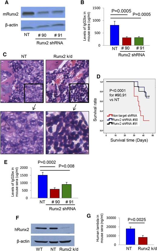 Figure 3. Runx2 knockdown inhibits MM progression in vivo. (A) Expression of Runx2 in 2 Runx2 k/d 5TGM1 cell lines (Runx2 shRNA #90– and Runx2 shRNA #91–transfected 5TGM1 cells) was probed by western blot. Both Runx2 shRNA #90 and #91 decreased the expression of Runx2 compared with NT control. (B) Serum IgG2bκ was measured by ELISA 6 weeks after IV injection of NT control or Runx2 k/d 5TGM1 cells. Error bars represent mean ± SEM (n = 10 animals per group). Significant differences between groups are indicated by P value. (C) H&E-stained bone sections from mice injected IV with either NT control or Runx2 k/d 5TGM1 cells. Tumors were present in mice injected with NT cells, but not in the mice injected with Runx2 k/d cells (original magnification, ×100). Inset, Abundant myeloma cells in NT-bearing mice compared with Runx2 k/d 5TGM1 cell-injected mice. (D) Survival was significantly increased in mice injected IV with 5TGM1 Runx2 k/d cells (clone #90 and #91) compared with those injected with NT 5TGM1 cells. (E) Six weeks after intratibial injection of Runx2 k/d or NT 5TGM1 cells, levels of serum IgG2bκ were measured by ELISA. Error bars represent mean ± SEM (n = 10 animals per group). Significant differences between groups are indicated by P value. (F) Western blot shows reduction of Runx2 expression in MM.1R cells transduced with Runx2 shRNA compared with wild-type (WT) or NT control cells. (G) Six weeks after s.c. injection of NT or Runx2 k/d human MM.1R cells, serum human Ig λ light chain was measured by ELISA. Error bars represent mean ± SEM (n = 10 animals per group). Significant differences between groups are indicated by P value.