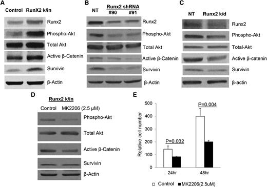 Figure 4. Akt/β-catenin/survivin signaling pathway is upregulated by Runx2 in MM cells. (A) Expression of Runx2, phosphorylated Akt, total Akt, active β-catenin, survivin, and β-actin in Runx2 k/in 5TGM1 cells and control cells analyzed by western blot. (B) Expression of Runx2, phosphorylated Akt, total Akt, active β-catenin, survivin, and β-actin in Runx2 k/d 5TGM1 cells (Runx2 shRNA #90 and #91) compared with NT control cells. (C) Expression of Runx2, phosphorylated Akt, total Akt, active β-catenin, survivin, and β-actin in NT control and Runx2 k/d MM.1R cells analyzed by western blot. (D) Runx2 k/in cells were cultured with the Akt inhibitor MK2206 (2.5 μM) or without (DMSO control) and analyzed for phosphorylated Akt, total Akt, active β-catenin, survivin, and β-actin by western blot. (E) Invasion assays were performed with Runx2 k/in cells treated with DMSO (Control) (□) or MK2206 (2.5 μM) (▪) for 24 or 48 hours. Each sample was analyzed in triplicate and each assay was performed 3 times. Error bars represent mean ± SEM of each group. Significant differences between groups are indicated by P value.