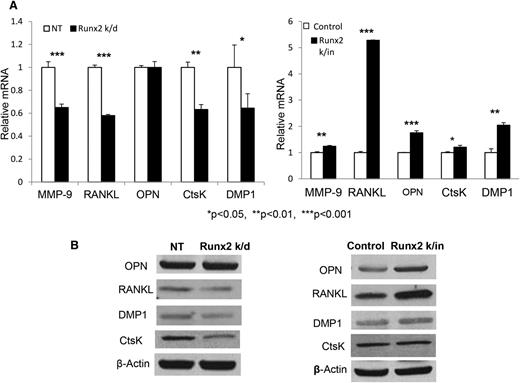 Figure 5. MM cell–derived Runx2 upregulates expression of bone-related genes at the mRNA and protein level. (A) Real-time PCR of MMP9, OPN, RANKL, CtsK, and DMP1 expression levels in Runx2 k/d (left panel) and Runx2 k/in 5TGM1 (right panel) cells compared with respective control cells (NT or control). Error bars represent mean ± SEM. *Significant differences with corresponding P value. (B) OPN, RANKL, DMP1, CtsK, and β-actin protein expression in Runx2 k/d and NT control cells (left panel) and in Runx2 k/in and vector control 5TGM1 cells (right panel) were evaluated by western blot.