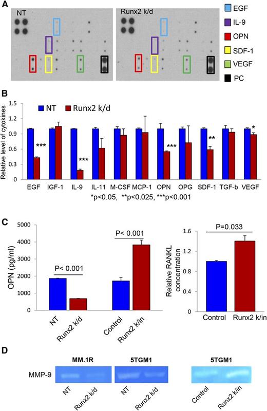 Figure 6. Runx2 regulates the secretion of soluble factors related to myeloma progression. (A) Cytokine array analysis of CM from NT control and Runx2 k/d 5TGM1 cells. Specific cytokines of interest (EGF, IL-9, OPN, SDF-1, VEGF) are identified by colored boxes. PC, cytokine array positive control. (B) The relative levels of cytokines in NT control (blue bars) and Runx2 k/d 5TGM1 cells (red bars) were normalized by comparison with the positive control signal. Levels of OPN, EGF, IL-9, SDF-1, and VEGF were significantly decreased in CM of Runx2 k/d cells. *Significant differences with corresponding P value. (C) OPN (left panel) ELISA of CM from Runx2 k/d and k/in 5TGM1 cells (red bars) compared with appropriate controls (blue bars) and RANKL (right panel) ELISA of CM from Runx2 k/in 5TGM1 cells (red bar) compared with control 5TGM1 cells (blue bar). Error bars represent mean ± SEM. Each sample was analyzed in duplicate. Significant differences between groups are indicated by P value. (D) Gelatin proteolytic analysis (zymogram) of MMP-9 activity in CM of Runx2 k/d MMIS and 5TGM1 cells compared with NT controls and Runx2 k/in 5TGM1 cells compared with vector control.