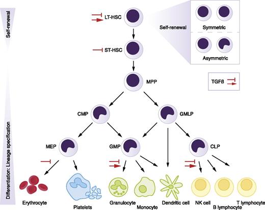 Figure 1. The hematopoietic hierarchy. Hematopoiesis is organized in a hierarchical manner, with rare HSCs at the top that give rise to various types of progenitor cells, which proliferate extensively, finally generating mature blood cells at the bottom of the hierarchy. Red arrows indicate stimulation of proliferation by TGF-β, whereas inhibition signs point to TGF-β’s growth inhibitory effect, in specific cell types or lineages. CLP, common lymphoid progenitor; CMP, common myeloid progenitor; GMLP, granulocyte-macrophage-lymphocyte progenitor; GMP, granulocyte-macrophage progenitor; LT-HSC, long-term HSC; MEP, megakaryocyte-erythrocyte progenitor; MPP, multipotent progenitor; NK, natural killer; ST-HSC, short-term HSC.