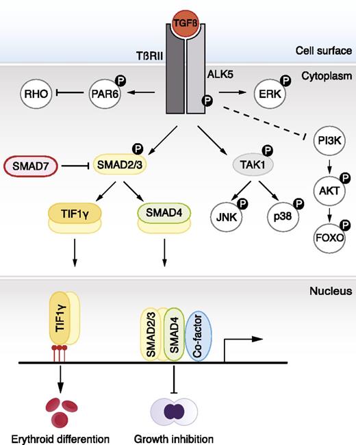 Figure 2. TGF-β signaling pathways. TGF-β ligands bind type I and type II receptors at the cell surface. Subsequently, the type I receptor (ALK5) becomes phosphorylated by the type II receptor. This leads to phosphorylation of SMAD2 and SMAD3, which form a complex with SMAD4. Activated complexes accumulate in the nucleus where they cooperate with DNA-binding cofactors to regulate target gene transcription. SMAD2 and SMAD3 also bind to TIF1γ. In embryonic stem cells, SMAD2/3-TIF1γ recognizes specific chromatin marks, promoting access of SMAD2/3-SMAD4 to otherwise repressed targets. TIF1-γ–SMAD2/3 promotes erythroid differentiation whereas SMAD4-SMAD2/SMAD3 complexes inhibit proliferation. In certain cell types, JNK and p38 are phosphorylated by TAK1 and constitute, together with the PI3K-AKT-FOXO axis, ERK, and PAR6, so-called noncanonical signaling responses to TGF-β. The dashed line indicates unclear molecular mechanism.
