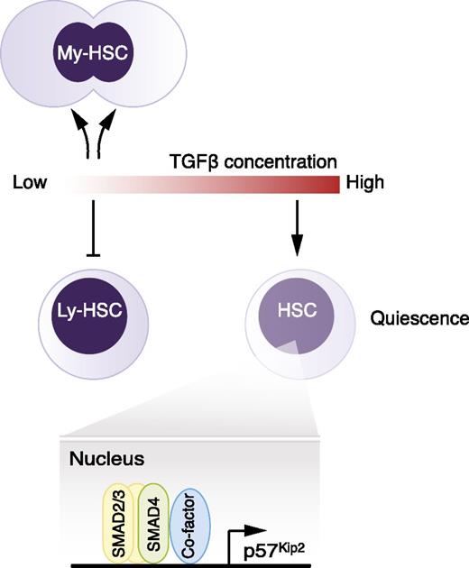 Figure 3. Bidirectional effects of TGF-β. Low concentrations of TGF-β stimulate proliferation of My-HSCs, whereas Ly-HSCs are growth inhibited. A higher dose of TGF-β inhibits proliferation, irrespective of HSC subtype, and induces quiescence via SMAD2/3-SMAD4-dependent expression of p57Kip2.