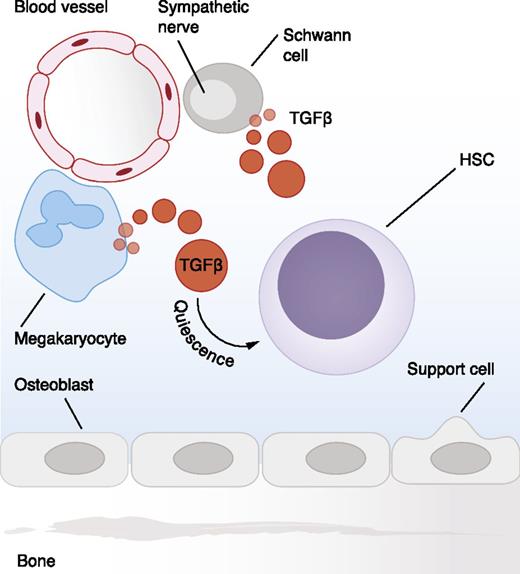 Figure 4. TGF-β in the BM niche. HSCs reside in the BM, in specialized niches that support and regulate HSC fate options. TGF-β is activated by Schwann cells that ensheath sympathetic nerves. Large amounts of TGF-β are also produced by megakaryocytes. HSCs in close proximity to Schwann cells and megakaryocytes become exposed to TGF-β and exhibit activation of SMAD2/3.