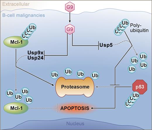 The novel agent G9 can induce apoptosis in B-cell tumors through inhibition of 3 DUBs (Usp9x, Usp24, and Usp5). Usp9x and Usp24 are DUBs for Mcl-1; therefore, G9 treatment allows ubiquitinated Mcl-1 to be degraded by the proteasome. Usp5 targets unanchored polyubiquitin.10 Accumulation of this complex competes for proteasome binding with ubiquitinated p53; therefore, G9 treatment results in the accumulation of proapoptotic p53. Professional illustration by Ken Probst, XavierStudio.