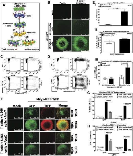 Figure 7. Input MYXV and virus progeny from activated human T cells are both efficiently transferred to human multiple myeloma cells. To investigate whether MYXV infection of unstimulated vs activated T cells can secondarily target and infect virus-susceptible human U266 MM cells, an in vitro virus transfer assay was performed and is described in diagram (A). Experimental schematic depicting human T lymphocytes incubated with MYXV in the presence or absence of activating anti-CD3/CD28 microbeads, (1) MYXV binding to T cells (alloreactive T cells), free MYXV washed from culture, (2) admixture of human MM (U266 cells). As a result a dual action of MYXV is proposed: (3) MYXV mediates infection/suppression of alloreactive T cells when they interact with host U266 antigens, and (4) the infection of malignant cells by passing of virus from activated T cells to myeloma cells (GFP+). (B) Fluorescence micrographs showing minimal increase in MYXV infection (GFP+) in unstimulated conditions when T cells were mixed with MM cells (middle panels). However, after stimulation there was a significant increase in MYXV infection of all cells (bottom panels). (C) Flow cytometry was used to quantify infection in cell subsets. CD138+ myeloma cells showed only minimal MYXV infection in unstimulated conditions (bottom right plot). (D) In stimulated conditions, there was a significant increase in the percentage of CD138+ myeloma cells with MYXV infection (bottom right panel). Compared with unstimulated conditions, activated T lymphocytes caused more than a 25-fold increase in myeloma infection with MYXV (from 0.78% to 21.13%). (E) (i) Bar graph showing percentage of the CD138+ myeloma cell population with MYXV infection in the unstimulated (white) vs stimulated (black) conditions. (ii) Bar graph showing the percentage of MM dead (CD138+) induced by MYXV infection (GFP+) (ie, gating on CD138+GFP+) under unstimulated (white) vs stimulated (black) conditions (ie, 21% vs 27%, respectively). (iii) Gating on CD138+GFP−, bar graph showing percentage of MM dead (CD138+). Mock-treated (white), or MYXV-treated (black) T cells and under stimulation with anti-CD3/CD28 resulted on 19.30% and 44.96% of MM dead, respectively. On the other hand, mock-treated (white), MYXV-treated (black) T cells without anti-CD3/CD28, resulted in <15% of MM dead. T cells from 3 different donors were tested and showed reproducibly consistent virus-transfer and killing results. (F) To determine whether progeny and/or input virus is transferred from activated T cells to MM cells, late gene expression, and therefore the generation of progeny MYXV, was blocked by using AraC. Briefly, after exposure of T cells with vMyx-GFP/TrFP, 10 μg/mL AraC (+AraC) or vehicle only (-AraC) were added to the T cells with or without α-CD3/α-CD28 stimulation. After 48 hours of culturing T cells ± AraC, U266 cells were added to the culture and incubated at 37°C 5% CO2 for an additional 48 hours (see supplemental Methods for more details). Infection was evaluated using florescence microscopy. Flow cytometry was used to quantify the levels of infection of (G) MM cells (CD138+) and (H) T cells (CD3+). Data indicate that after infection of activated T cells, MYXV replicates, but both input virus (unaffected by AraC) and virus progeny (inhibited by AraC) are both then transferred to myeloma cells to initiate infection of these cells. At least 3 independent experiments were performed.