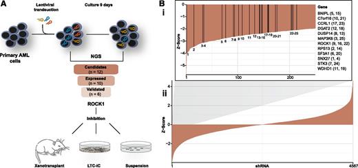 Figure 1. Experiment outline and results of the shRNA screen. (A) An overview of the experimental strategy. shRNAs targeting different genes are exemplified in brown, red, and blue. (B) Waterfall plot (ii) showing all shRNAs recovered with >100 reads in the day 0 sample. The y-axis depicts the z score for the comparison of the individual shRNA abundance between day 0 and day 9. Negative z scores refer to depleted genes; positive z scores refer to enriched genes. A zoomed-in version of the negative z scores (i) depicts the shRNAs targeting the 12 candidate genes. Vertical lines refer to the position of the individual shRNAs. Corresponding gene abbreviations are given to the right of the plot.