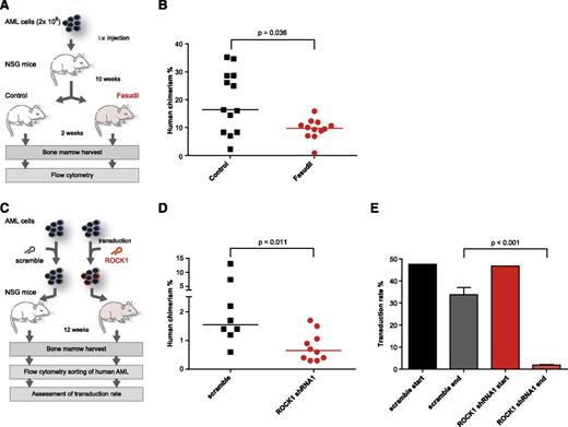 Figure 4. Fasudil is effective against transplanted AML cells in vivo. (A) Schematic outline of the treatment regime. After 10 weeks, animals were either fasudil treated (n = 12, 50 μg/g/d) or control treated (n = 13). After 2 weeks of treatment, mice were euthanized, and the percentage of human cells in the murine BM was assessed by flow cytometry. (B) Comparison of the percentage of human chimerism (percentage of human CD45-positive per total CD45-positive cells in the BM) between fasudil-treated (red) and control-treated animals (black). The difference between fasudil-treated and control-treated mice was statistically significant by Mann-Whitney U test (P = .036). (C) Overview of the experiments to address the effect of shRNA-mediated ROCK1 knockdown on the growth of primary cells from AML2 in NSG mice. At the end of the experiment, murine BM from each mouse was analyzed by flow cytometry, and human cells identified by positivity for human CD45 and human CD33 were flow sorted to purity. The sorted cells were spilt and grown in the presence or absence of puromycin to assess the transduction rate. (D) The human chimerism in murine bone marrow 12 weeks after transplant with AML2 cells containing nontarget control shRNAs (scramble, n = 8) or shRNAs targeting ROCK1 (n = 10). Compared with mice receiving scramble-transduced cells, those animals receiving ROCK1 shRNA cells had a significantly lower median chimerism (0.6% vs 1.6%; P = .011 by Mann-Whitney U test). Note that the chimerism in both groups is lower than in the experiments shown in panel B, probably due to the prolonged ex vivo culture period needed for transduction. (E) Comparison of the transduction rate in ROCK1 shRNA–transduced and scramble-transduced cells before (start) and 12 weeks after (end) transplant into NSG mice. Although the transduction rate at both time points was comparable in cells transduced with nontarget control shRNAs, it decreased to almost 0 in ROCK1 shRNA–transduced cells (median, 33.8% vs 1.85%; P < .001). In panels B and D, horizontal lines depict the median within each group.