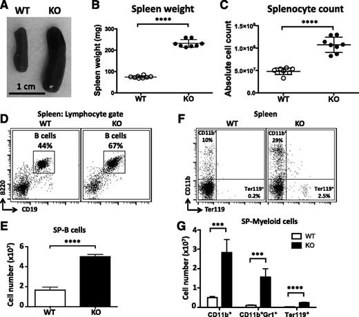 Figure 1. Immunoproliferative phenotypes in miR-142−/− mice. (A) Splenomegaly in miR-142−/− mice. Representative images of spleens from WT and KO mice. Spleen weights (B) and total splenocyte counts (C) in WT (n = 8) and miR-142−/−(n = 8) animals. (D-E) Enlargement of the B-cell compartment in the KO spleen. (D) Fluorescence-activated cell sorter (FACS) analysis of lymphocytes in WT and KO spleens with anti-B220 and anti-CD19 specific antibodies. B cells (B220+CD19+) are gated, and numbers indicate the percentage of cells in the gate. (E) Total B-cell counts in WT (n = 4) and KO (n = 4) spleens. (F-G) Myeloproliferation in the KO spleen. (F) FACS analysis of myeloid (CD11b+) and erythroid (Ter119+) lineages in WT and KO spleens with anti-CD11b and anti-Ter119 specific antibodies. Numbers indicate the percentage of cells in the quadrants. (G) Total counts of CD11b+, CD11b+GR1+, and Ter119+ cells in WT (n = 4) and KO (n = 4) spleens. Results are shown as means ± standard deviation (SD) and are representative of at least 3 experiments. P values were calculated using Student t test. ***P ≤ .001; ****P ≤ .0001. SP, spleen.