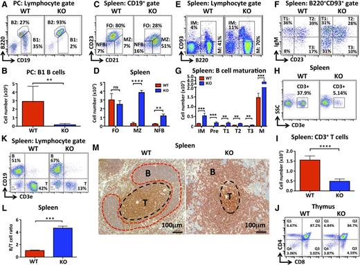 Figure 2. Deletion of miR-142 results in abnormal development of lymphoid cells. (A-B) Dramatic decrease in the number of B1 B cells in miR-142−/− mice. (A) FACS analysis of lymphocytes in the peritoneal cavity (PC) of WT and KO mice with anti-B220 and anti-CD19 specific antibodies. B1 (CD19+B220lo) and B2 (CD19+B220hi) cell populations are gated, and numbers indicate the percentage of cells in the gate. (B) Total B1 B-cell numbers in the PC of WT (n = 5) and KO (n = 6) mice. (C-D) Increased numbers of MZ-like B cells in miR-142−/− spleens. (C) FACS analysis of CD19+ B cells in WT and KO spleens with anti-CD21 and anti-CD23 antibodies. FO (CD21intCD23+), MZ (CD21hiCD23lo), and newly formed (NFB) (CD21intCD23lo) B-cell subsets are gated, and numbers indicate the percentage of cells in the gate. (D) Total numbers of FO, MZ, and NFB B cells in WT (n = 3) and KO (n = 3) spleens. (E-G) Altered B-cell maturation in miR-142−/− mice. (E) FACS analysis of WT and KO splenocytes with anti-B220 and anti-CD93 antibodies. Cells were pregated on lymphocytes. Immature (IM) (B220+CD93+) and mature (M) (B220+CD93−) B-cell populations are gated, and the numbers indicate the percentage of cells in the gate. (F) FACS analysis of B220+CD93+ immature B cells from WT and KO spleens with anti-IgM and anti-CD23 antibodies. Transitional T1 (IgM+CD23−), T2 (IgM+CD23+), T3 (IgM-CD23+), and precursor (pre-B) (IgM−CD23−) B cells are gated, and numbers indicate the percentage of cells in the gate. (G) Total numbers of pre-B, immature, transitional (T1-T3), and mature B cells in WT (n = 4) and KO (n = 4) spleens. (H-J) Decrease in peripheral T-cell numbers, but normal central T cell development in miR-142−/− mice. (H) FACS analysis of splenocytes in WT and KO mice with anti-CD3ε antibodies. T cells (CD3+) are gated, and numbers indicate the percentage of cells in the gate. (I) Total number of T cells in WT (n = 8) and KO (n = 8) spleens. (J) FACS analysis of WT and KO thymocytes with anti-CD4 and anti-CD8 antibodies. Numbers indicate the percentage of cells in the quadrants. (K-M) Elevated B-/T-cell ratio in miR-142−/− mice. (K) FACS analysis of WT and KO splenocytes with anti-CD3ε and anti-CD19 antibodies. B cells (CD19+) and T cells (CD3+) are gated, and numbers indicate the percentage of cells in the gate. (L) The ratio of B to T cells in WT (n = 3) and KO (n = 3) spleens. (M) Immunohistochemical analysis of spleen sections from WT and miR-142 KO mice with anti-B220 (red stain) and anti-CD3 (brown stain) antibodies. Scale bar, 100 μm. Note abnormal spleen architecture in the KO: smaller T-cell zone and less organized, less compact B-cell zone. Results are shown as means ± SD and are representative of at least 3 independent experiments. P values were calculated using Student t test. *P ≤ .05; **P ≤ .01; ***P ≤ .001; ****P ≤ .0001. B, B-cell follicle; ns, not significant; T, T-cell zone.
