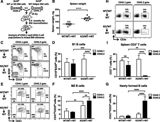 Figure 3. miR-142 functions in a cell-autonomous manner to control the development of B and T lymphocytes. (A) Diagram of mixed BM chimera generation. WT or miR-142−/− (CD45.2+) BM cells were mixed at 1:1 ratio with helper WT (CD45.1+) BM cells and transplanted into lethally irradiated WT (CD45.1+) hosts. Resulting chimeric mice were analyzed 12-17 weeks posttransplantation. (B) Splenomegaly in WT mice receiving miR-142−/− BM. Spleen weight in mice reconstituted with a mixed WT BM (WT/WT→WT) or a mixture of WT and KO BM cells (KO/WT→WT). (C-D) B1 B cell differentiation defect in mixed miR-142−/− BM chimeras. (C) FACS analysis of lymphocytes in peritoneal cavity of mixed BM chimeric mice with anti-B220 and anti-CD19 specific antibodies. B1 (CD19+B220lo) and B2 (CD19+B220hi) cell populations are gated and numbers indicate the percentage of cells in the gate. Cells were first gated on the basis of CD45.1 (left panel) or CD45.2 (right panel) expression. (D) Percentage of B1 B cells in peritoneal cavity of WT/WT→WT (n = 4) and KO/WT→WT (n = 4) mixed BM chimeric mice. (E-G) Excessive production of MZ and NFB B cells in mixed KO/WT→WT BM chimeras. (E) FACS analysis of B220+ B lymphocytes in the spleen of mixed BM chimeric mice with anti-CD21 and anti-CD23 specific antibodies. FO (CD21intCD23+), MZ (CD21hiCD23lo), and NFB (CD21intCD23lo) B-cell subsets are gated and numbers indicate the percentage of cells in the gate. Cells were first gated on the basis of CD45.1 (left panel) or CD45.2 (right panel) expression. (F) Percentage of MZ B cells in the spleens of WT/WT→WT (n = 4) and KO/WT→WT (n = 4) mixed BM chimeric mice. (G) Percentage of NFB cells in spleens of WT/WT→WT (n = 4) and KO/WT→WT (n = 4) mixed BM chimeric mice. (H-I) Decrease in the number of peripheral T cells in the mixed miR-142−/− BM chimeras. (H) FACS analysis of lymphocytes in the spleens of mixed BM chimeric mice with anti-CD3ε specific antibodies. T cells (CD3+) are gated and numbers indicate the percentage of cells in the gate. Cells were first gated on the basis of CD45.1 (left panel) or CD45.2 (right panel) expression. (I) Percentage of CD3+ T cells in the spleens of WT/WT→WT (n = 3) and KO/WT→WT (n = 3) mixed BM chimeric mice. Results are shown as means ± SD and are representative of 2 independent experiments. P values were calculated using either uncorrected Fisher’s least significant difference test or Student t test. ns, not significant; **P ≤ .01; ***P ≤ .001; ****P ≤ .0001. NF, newly formed.