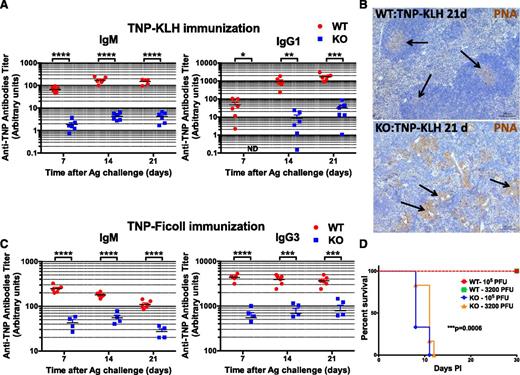 Figure 5. miR-142 KO mice are immunodeficient. (A-C) Defective humoral immune responses in miR-142−/− mice. (A) Analysis of anti-TNP antibody production (IgM, left; IgG1, right) in 8-week-old female WT (n = 6) and KO (n = 6) mice challenged with T-cell–dependent antigen (TNP-KLH, 100 μg in complete Freund adjuvant) by serum Ig ELISA. Peripheral blood was collected 7, 14, and 21 days postimmunization. (B) Immunohistochemical analysis of GC formation in spleen sections from WT (top) and KO (bottom) mice challenged with TNP-KLH. Spleens were collected 21 days postimmunization and stained with PNA (brown stain). Note normal GC formation (marked by arrows) in WT spleen, whereas KO tissue lacks GCs and instead displays multiple PNA+ myeloid cell clusters (marked by arrows). (C) Analysis of anti-TNP antibody production (IgM, left; IgG3, right) in 6-week-old female WT (n = 6) and KO (n = 4) mice challenged with TI antigen (TNP-Ficoll, 100 μg in phosphate-buffered saline) by serum Ig ELISA. Peripheral blood was collected 7, 14 and 21 days post immunization. (D) miR-142−/− mice are highly susceptible to infection with HSV-1 virus. Kaplan-Meier survival curves of WT (n = 6) and KO (n = 6) mice upon infection with either low (3200 plaque-forming units) or high (105 plaque-forming units) dose of HSV-1 virus. P values for the comparison of WT and KO curves were identical for both HSV-1 doses and were calculated using a log-rank (Mantel-Cox) test. Results are shown as means ± SD. P values were calculated using Student t test. *P ≤ .05; **P ≤ .01; ***P ≤ .001; ****P ≤ .0001. Ag, antigen; ND, not detected.