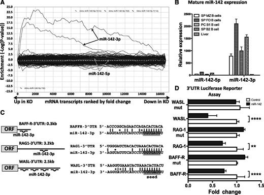 Figure 6. Global derepression of miR-142-3p, but not miR-142-5p, targets in miR-142−/− B cells. (A) Analysis of the effect of miR-142 deletion on global gene expression. SylArray plot analysis for the seed complementary region (SCR) words corresponding to 2 7-mer seeds of miR-142-3p (marked by black arrows) and 2 7-mer seeds of miR-142-5p (marked by gray arrows). Log10-transformed enrichment P values for each SCR word, relative to P values of all other words, are plotted on the y-axis, against the ranked gene list on the x-axis (left, the most upregulated in KO vs WT genes; right, the most downregulated in KO vs WT genes). (B) Analysis of mature miR-142-5p and miR-142-3p expression in C57BL/6 B-cell subsets by quantitative reverse-transcription polymerase chain reaction. B-cell fractions were sorted by FACS from spleen (SP) and peritoneal cavity (PC). Expression level of miR-142-5p in liver was arbitrarily set to 1. SnoRNA234 levels were used for normalization. (C) Diagrams (left) and sequence alignments (right) of miR-142-3p putative binding sites in the 3′ UTRs of BAFF-R, RAG1, and WASL predicted by the TargetScan algorithm. (D) Validation of BAFF-R, RAG1, and WASL as direct miR-142-3p targets by 3′ UTR luciferase reporter assay. Relative expression of WT and mutated BAFF-R, RAG1, and WASL 3′ UTR reporter constructs upon cotransfection with either miR-142 expressing plasmid or empty control vector. Results are shown as means ± SD and are representative of at least 2 independent experiments. P values were calculated using 2-way analysis of variance. **P ≤ .01; ***P ≤ .001; ****P ≤ .0001.