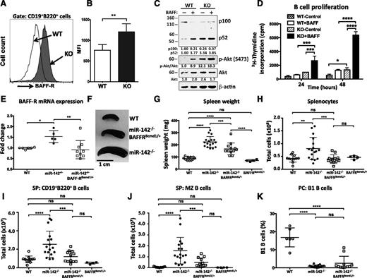 Figure 7. miR-142 controls B-cell homeostasis by targeting BAFF-R. (A) Upregulation of BAFF-R expression on the cell surface of miR-142−/− B cells. FACS analysis of CD19+B220+ B cells from WT (open histogram) and KO (shaded histogram) animals with anti-CD268 (BAFF-R) antibodies. (B) Mean fluorescence intensity (MFI) of BAFF-R expression in B cells from WT (n = 8) and KO (n = 6) animals. (C) Activation of noncanonical NF-κB and Akt pathways in miR-142−/− cells. Western blot analysis of p100/NFKB2 processing and Akt (S473) phosphorylation in purified CD19+ B cells isolated from WT and KO animals. Cells were stimulated with human BAFF ligand (500 ng/mL) for 15 hours. β-Actin and pan-Akt signals were used as loading controls. (D) Analysis of B-cell proliferation by 3H-thymidine incorporation assay. Purified WT (n = 2) and KO (n = 2) B cells were stimulated with human BAFF ligand (500 ng/mL) for 24 and 48 hours. (E-K) Lowering of the BAFF-R gene dose rescues the B-cell expansion defect in miR-142−/− mice. (E) Analysis of BAFF-R expression in WT (n = 6), miR-142−/− (n = 5), and miR-142−/−BAFF-R+/BCMD1 (n = 9) splenocytes by quantitative reverse-transcription polymerase chain reaction. Expression level of BAFF-R allele in WT mouse was arbitrarily set to 1. Mouse β-actin levels were used for normalization. (F-H) Rescue of the splenomegaly phenotype in miR-142−/−BAFF-R+/BCMD1 mice. (F) Representative image of spleens from WT, miR-142−/− and miR-142−/−BAFF-R+/BCMD1 mice. Spleen weights (G) and total splenocyte counts (H) in WT (n = 9), miR142−/− (n = 17), miR-142−/−BAFF-R+/BCMD1 (n = 12), and BAFF-R+/BCMD1 (n = 4) animals. (I) Total CD19+B220+ B-cell counts in WT (n = 9), miR-142−/− (n = 17), miR-142−/−BAFF-R+/BCMD1 (n = 12), and BAFF-R+/BCMD1 (n = 4) spleens. (J) Normal number of MZ B cells in miR-142−/−BAFF-R+/BCMD1 mice. Total number of MZ B cells in WT (n = 9), miR-142−/− (n = 17), miR-142−/−BAFF-R+/BCMD1 (n = 12), and BAFF-R+/BCMD1 (n = 4) spleens. (K) Lack of rescue of the B1 B-cell defect in miR-142−/−BAFF-R+/BCMD1 mice. Total number of B1 B cells in the peritoneal cavities of WT (n = 6), miR-142 KO (n = 16), and miR-142−/−BAFF-R+/BCMD1 (n = 11) mice. Results are plotted as means ± SD. P values were calculated using Student t test or 2-way analysis of. *P ≤ .05; **P ≤ .01; ***P ≤ .001; ****P ≤ .0001. ns, not significant.