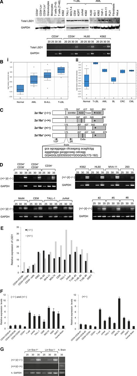 Figure 1. LSD1 is barely expressed in normal HSPCs, but is overexpressed in leukemic cells. (A) Top panel, We isolated whole-cell lysates from normal human bone marrow cells (CD34+ HSPCs, CD34−/Lin− progenitors, and Lin+ cells), mature blood cells (granulocytes, monocytes, uncultured T lymphocytes, and 24-hour–stimulated T lymphocytes), T-LBL cell lines (TALL-1, MOLT-4, CEM, KOPT-K1, and Jurkat), myeloid leukemia cell lines (K562, HL-60, KG-1, THP-1, MV4-11, and PL-21), normal human fibroblasts, and the cervical carcinoma cell line HeLa for immunoblot analyses on the expression of LSD1 and GAPDH (internal control). Bottom panel, We isolated total cellular RNA from the indicated cells and subjected them to semiquantitative RT-PCR analysis for the expression of LSD1 and GAPDH. The PCR products of suboptimal amplification cycles, 20 to 35 cycles, were electrophoresed (5 μL per lane). (B) LSD1 mRNA expression in primary samples according to the Oncomine database (http://www.oncomine.org). Panel Bi: 0, normal bone marrow mononuclear cells (n = 6); 1, AML (n = 23); 2, B-cell acute lymphoblastic leukemia (n = 87); 3, T-LBL (n = 11). Panel Bii: 0, various normal somatic cells (n = 146); 1, T-LBL (n = 2); 2, AML (n = 2); 3, Burkitt lymphoma (n = 4); 4, colorectal cancer (n = 2); 5, chronic myelogenous leukemia (n = 2). *P < .05 determined by a 1-way ANOVA with the Bonferroni post hoc test. (C) The structure of 4 LSD1 isoforms generated by either the single or double inclusion of 2 alternative exons 2a (Ex2a) and 8a (Ex8a). *The FAD-binding domain. We designed PCR primers 1/2F and 3R (arrows) to detect LSD1 isoforms (−/−) and (+/−) discriminately based on differences in sizes (60 bp as shown in the box). (D) We performed semiquantitative RT-PCR for the expression of LSD1 isoforms in normal human hematopoietic progenitors, leukemic cell lines, and primary T-LBL cells from 3 patients (cases 2, 5, and 8). The cDNAs were amplified with primers covering the entire exons (1F and 19R; see supplemental Table 1 for nucleotide sequences), followed by nested PCR with primers 1/2F and 3R as reported by Zibetti et al.15 (E) The signal intensities of each band at 35 cycles in panel D were quantified by NIH Image J software, normalized to those of corresponding GAPDH, and shown as relative values setting the expression level of LSD1 (−/−) in CD34+/CD38− cells to 1.0. (F) We quantified the mRNA expression of total LSD1, mostly (−/−) and (+/−), with 1/2F and 3R primers and the isoform (+/−) with 1/2F and 2aR (within exon 2a) primers using the Power SYBR Green PCR Master Mix (Life Technologies). The expression level was normalized to that of GAPDH and quantified by the 2-ΔΔCt method. The means ± SD (bars) of 3 independent experiments are shown. (G) We isolated total cellular RNA from murine Lin–/Sca-1+/c-Kit+ and Lin−/Sca-1−/c-Kit+ cells, and subjected them to nested RT-PCR for the expression of murine LSD1 isoforms with primer pairs of 2F and 3R (top panel) or 2F and 8/9R (middle panel) (see supplemental Table 1 for nucleotide sequences). ANOVA, analysis of variance; CT, cycle threshold; SD, standard deviation.