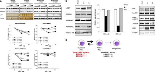 Figure 2. Differential functions of LSD1 isoforms. (A) Calf thymus histones or HeLa mononucleosomes were incubated with purified LSD1 (0, 2, and 20 μg) with or without recombinant CoREST, followed by immunoblotting using specific antibodies or silver staining (LSD1 and histones) (top panel). Signal intensities were quantified and shown as relative values of corresponding untreated controls (bottom panel). (B) Whole-cell lysates were prepared from HEK293 cells transfected with expression vectors for LSD1 isoform (−/−) or (+/−), and subjected to immunoblotting with the indicated antibodies. Signal intensities were quantified and shown as relative values of corresponding mock transfectants. (C) LSD1 expression and activity in HSPCs (see “Results” for details).