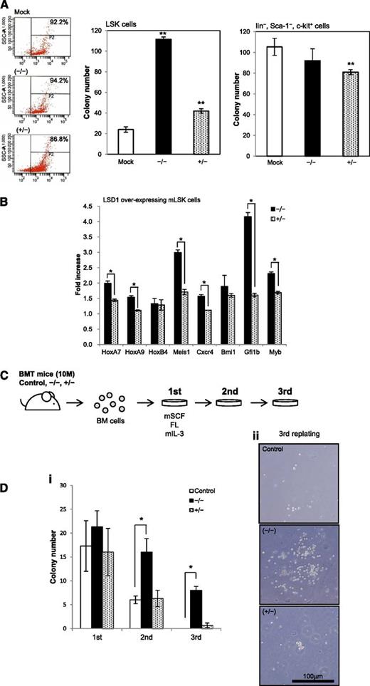 Figure 3. The shortest isoform of LSD1 positively regulates the self-renewal of HSCs. (A) We transduced LSK and Lin−/Sca-1−/c-Kit+ cells from normal mouse bone marrow with an empty plasmid (Mock) or expression vectors for LSD1 isoforms (−/−) and (+/−) for 48 hours, and cultured them in methylcellulose medium for 7 days to evaluate the clonogenic growth. Signal intensity of DsRed is shown in the left panel as a surrogate marker of LSD1 expression in starting materials. (B) Total cellular RNA was isolated from LSK cells transduced with LSD1 isoforms (−/−) or (+/−), and subjected to real-time quantitative RT-PCR for the expression of the indicated genes. Data were quantified by the 2-∆∆Ct method using simultaneously amplified GAPDH as a reference and shown as fold increases against mock-transfected controls. (C) c-Kit–positive bone marrow mononuclear (BM) cells were transduced with an empty vector (Control), LSD1 isoform (−/−) or (+/−), and transplanted into lethally irradiated recipient mice. We isolated bone marrow mononuclear cells from recipient mice 10 months after transplantation and performed colony-replating assays in the presence of murine stem cell factor (mSCF), FLT3 ligand (FL), and murine interleukin-3 (IL-3) at 50, 50, and 10 ng/mL, respectively. (D) The means ± SD (bars) of colony numbers in each passage (i) and representative photographs of colonies (ii) are shown. *P < .01 and **P < .05 determined by a 1-way ANOVA with the Bonferroni post hoc test (n = 3).