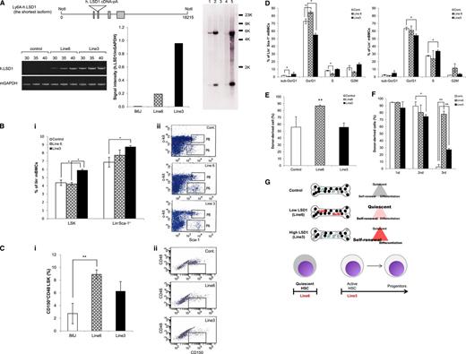 Figure 4. The shortest isoform of LSD1 enhances the stemness and self-renewal of HSPCs in vivo. (A) Top panel, schematic view of the injected fragment for the generation of LSD1 transgenic mice. Bottom panel, we quantified the expression of human LSD1 and murine GAPDH (internal control) transcripts in 2 lines of LSD1 transgenic and B6J (Control) mice using specific primers (supplemental Table 1). Right panel, genomic DNA (5 µg) was digested with BamHI and hybridized with LSD1 cDNA as a probe to estimate copy numbers of transgene. Lane 1, DNA from wild-type mice + 2 copies of the injection fragment; lane 2, DNA from wild-type mice + 20 copies of the injection fragment; lane 3, DNA from wild-type mice; lane 4, DNA from line 6 mice; lane 5, DNA from line 3 mice. (B) We determined the percentage of LSK and Lin−/Sca-1+ cells in the bone marrow of 2 lines of LSD1 transgenic and B6J (Control) mice using flow cytometry. Representative data are shown in panel ii (P8 and P6 correspond to LSK and Lin−/Sca-1+ fractions, respectively). (C) We determined the percentage of CD150+/CD48− cells in LSK fractions of 2 lines of LSD1 transgenic and B6J mice using flow cytometry. Representative data are shown in panel ii (the boxed area corresponds to CD150+/CD48−/LSK fractions). (D) We determined the cell cycle profile of Lin−/Sca-1+ and Lin− bone marrow mononuclear cells in 2 lines of LSD1 transgenic and B6J (Control) mice in vivo. (E) Bone marrow cells from 2 lines of LSD1 transgenic and B6J (Control) mice (CD45.2) were transplanted into lethally irradiated C57BL/6 (CD45.1) mice. We determined the percentage of CD45.2+ cells in the peripheral blood 24 weeks after transplantation. (F) Bone marrow cells were collected from control- and LSD1-recipient mice 12 weeks after primary transplantation, and transplanted into lethally irradiated C57BL/6 mice. Tertiary transplantation was similarly performed 12 weeks after secondary transplantation. The means ± SD (bars) of 3 independent experiments are shown. *P < .05 and **P < .01 determined by 1-way ANOVA with the Bonferroni post hoc test. (G) Cell cycle status of HSPCs in LSD1 transgenic mice (see “Results” for details).