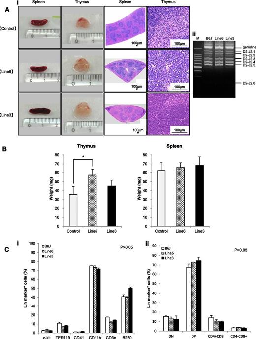 Figure 6. LSD1 transgenic mice show the focal hyperplasia of lymphocytes but do not develop lymphoid malignancies for up to 12 months of observation. (Ai) Representative photographs of the spleen and thymus from 2 lines of LSD1 transgenic and age-matched (10-18 weeks) control mice and their histologic sections. (Aii) Genomic DNA was extracted from thymocytes of LSD1 transgenic and B6J control mice, and subjected to PCR analysis for TCRβ rearrangement. M, molecular size marker. (B) The actual weights of thymus and spleen from 12-week-old mice. The means ± SD (bars) of 5 independent samples are shown (*P < .05). (C) Bone marrow mononuclear cells (i) and thymic cells (ii) were subjected to flow cytometric analysis for the expression of the indicated lineage markers. The means ± SD (bars) of 3 independent experiments performed between 10 and 12 months of age. P values were determined by 1-way ANOVA with the Bonferroni post hoc test.