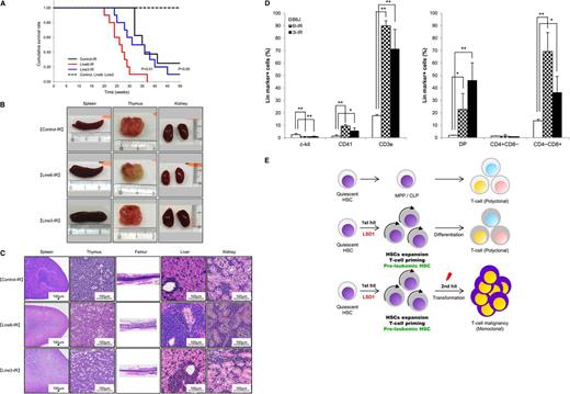 Figure 7. LSD1 overexpression in quiescent HSCs accelerates γ-irradiation-induced development of T-LBL. (A) Kaplan-Meier survival curves of line 6 (n = 10) and line 3 (n = 8) of LSD1 transgenic and B6J control mice (n = 8) with (solid lines) or without (broken lines) γ-irradiation. P values were determined by the log-rank test. (B) Representative photographs of the spleen, thymus, and kidney dissected from LSD1 transgenic (lines 6 and 3) and control mice. (C) Representative photographs of histopathologic sections of the indicated organs. The diagnosis of T-LBL was made by outside experts of animal pathology. (D) Surface marker expression of bone marrow cells from LSD1 transgenic and control mice. *P < .05 and **P < .01 determined by a 1-way ANOVA with the Bonferroni post hoc test (n = 3). (E) Graphical abstract: LSD1 overexpression generates preleukemic HSCs with T-lineage priming, which are transformed to T-cell malignancy by second hits such as γ-irradiation.