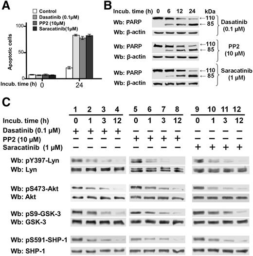 Figure 1. Effect of SFK inhibitors on phosphorylation of survival mediators in CLL. (A) Freshly isolated CLL cells were cultured in the absence or presence of 0.1 µM dasatinib, 10 µM PP2, or 1µM saracatinib for 24 hours, and cell apoptosis was analyzed by annexin V–PI flow cytometry. Quadrant analysis after flow cytometry was expressed as mean percentage ± standard deviation (SD) of early and late apoptosis from 3 separate experiments performed in triplicate on samples from 30 CLL patients. Compared with the control, changes were statistically significant (*P < .01). (B) Freshly isolated CLL cells were cultured in the absence or presence of 0.1 µM dasatinib, 10 µM PP2, or 1 µM saracatinib at different time points. After such treatment, cells were lysed and analyzed by western blot (Wb) analysis with anti-PARP antibodies, as well as anti-β-actin antibody as a loading control. (C) Freshly isolated CLL cells were cultured in the absence or presence of 0.1 µM dasatinib, 10 µM PP2, or 1 µM saracatinib at different time points. After such treatment, cells were lysed and analyzed by Wb analysis with antibodies against the phosphorylated form and, after stripping, against the nonphosphorylated form of Lyn, Akt, GSK-3, and SHP-1.