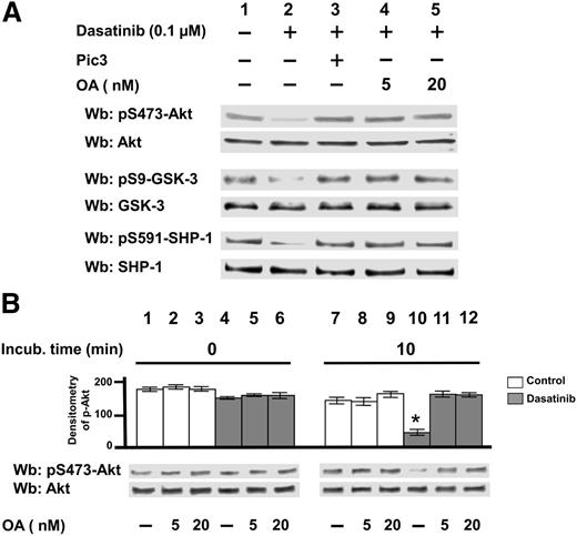 Figure 2. Effect of Ser/Thr phosphatase inhibitors on the phosphorylation of survival mediators in CLL. (A) Freshly isolated CLL cells were cultured in the absence or presence of 0.1 µM dasatinib, supplemented with Pic3 and 5 or 20 nM okadaic acid (OA) for 8 hours. After such treatment, cells were lysed and analyzed by western blot (Wb) analysis with antibodies against the phosphorylated and, after stripping, against the nonphosphorylated forms of Lyn, Akt, GSK-3, and SHP-1. (B) Whole B-cell lysates from 20 CLL patients underwent a phosphatase activity assay in the absence or presence of increasing concentrations of OA by using pAkt immunoprecipitated from CLL cells, for 0 and 10 minutes at 37°C. After such treatment, the samples underwent Wb analysis with anti-pAkt and anti-Akt antibodies. Pooled densitometric analyses (arbitrary units) of the Wb bands of the immunoblots are shown. Compared with the control, changes were statistically significant (*P < .01).