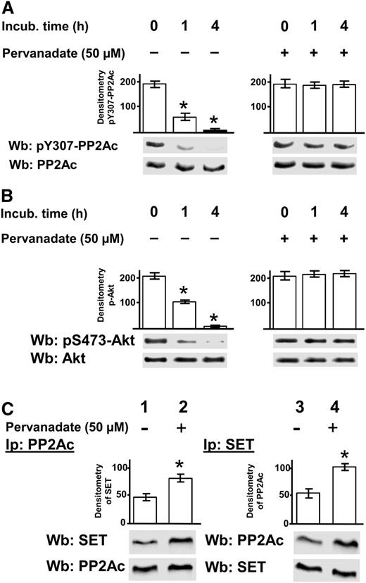 Figure 4. Role of phosphorylation of PP2Ac at Y307 in the SET/PP2A assembly. Freshly isolated CLL cells were cultured in the absence or presence of 50 µM pervanadate at different time points and subjected to 3 different analyses. (A) The samples were analyzed by western blot (Wb) analysis with anti-pY307-PP2Ac antibody, and the blots were reprobed with anti-PP2Ac antibody. (B) Whole B-cell lysates treated as described before were incubated with pAkt, obtained by immunoprecipitation from CLL cells, for 10 minutes at 37°C, and the samples were subsequently analyzed by Wb analysis with anti-pAkt and anti-Akt antibodies. (C) Each sample underwent immunoprecipitation with anti-PP2Ac antibody (left panel) or anti-SET antibody (right panel), and the immunocomplexes were analyzed by Wb analysis with anti-SET and anti-PP2Ac, respectively. Blots were then stripped and reprobed with the antibody applied for immunoprecipitations. The bar graph above the blot panels represents the values of a densitometric analysis (arbitrary units) of the anti-PP2Ac and anti-SET bands, expressed as ± SD. The pervanadate-treated samples compared with the untreated ones yielded statistically significant changes (*P < .01). Data are representative of experiments performed in triplicate on samples from 20 CLL patients.