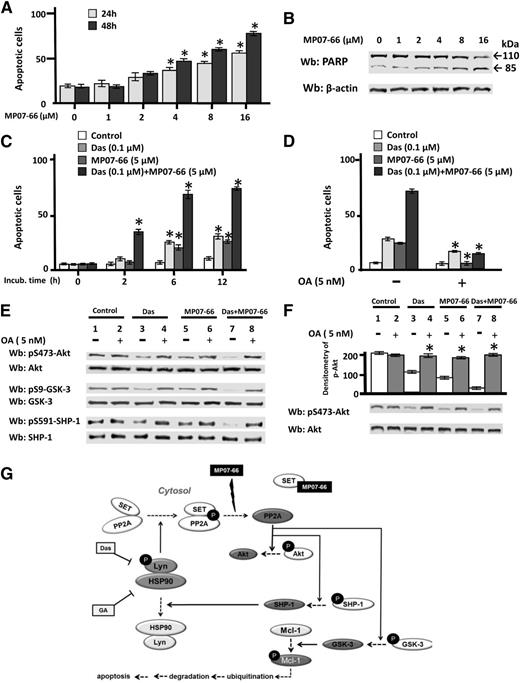 Figure 7. Effect of the combined action (synergism) of dasatinib and MP07-66 on CLL cell survival. (A) Freshly isolated CLL cells from all the 42 patients recruited in this study (see supplemental Table 1 for details) were cultured in the absence or presence of increasing concentrations of MP07-66 at different time points, and cell apoptosis was analyzed by annexin V–PI flow cytometry. Quadrant analysis after flow cytometry was histogrammed and expressed as mean percentage ± SD of early and late apoptosis from 3 separate experiments performed in triplicate on samples from 20 CLL patients. Compared with the control, changes were statistically significant (* P < .01). (B) Freshly isolated CLL cells were cultured in the absence or presence of increased concentration of MP07-66 at different time points. After such treatment, cells were lysed and analyzed by western blot (Wb) analysis with anti-PARP antibody, as well as anti-β-actin antibody as a loading control. (C) Freshly isolated CLL cells were cultured in the absence or presence of 0.1 µM dasatinib, 5 µM MP07-66, or a combination of 0.1 µM dasatinib and 5 µM MP07-66 at different time points, and cell apoptosis was analyzed by annexin V–PI flow cytometry. Quadrant analysis after flow cytometry was histogrammed and expressed as mean percentage ± SD of early and late apoptosis from 3 separate experiments performed in triplicate on samples from 20 CLL patients. Compared with the effect of the compounds used alone, changes were statistically significant (*P < .01). (D) Freshly isolated CLL cells were cultured as described in (C) in the absence or presence of 5 nM of OA for 6 hours, and cell apoptosis was analyzed by annexin V–PI flow cytometry. Quadrant analysis after flow cytometry was histogrammed and expressed as mean percentage ± SD of early and late apoptosis from 3 separate experiments performed in triplicate on samples from 20 CLL patients. Compared with the effect of the compounds used alone, changes were statistically significant (* P < .01). (E) Freshly isolated CLL cells were cultured in the absence or presence of 5 nM OA and treated with 1 µM dasatinib, 5 µM MP07-66, or both, for 6 hours. After such treatment, cells were lysed and analyzed by Wb analysis with antibodies against the phosphorylated form and, after stripping, the nonphosphorylated form of Akt, GSK-3, and SHP-1. (F) Freshly isolated CLL cells were cultured in the presence of 5 nM OA and treated with 1 µM dasatinib, 5 µM MP07-66, or both, for 6 hours. After such treatment, cells were lysed and underwent a phosphatase activity assay by using pAkt immunoprecipitated from CLL cells, in the absence or presence of 5 nM OA for 10 minutes at 37°C. After such treatment, the samples underwent Wb analysis with anti-pAkt and anti-Akt antibodies. Pooled densitometric analyses (arbitrary units) of the Wb bands of the immunoblots are shown. Compared with the control, changes were statistically significant (*P < .01). (G) A schematic representation of the altered signaling network sustained by the Lyn-PP2A axis in CLL. Lyn, by phosphorylating PP2A, stabilizes the SET/PP2A complex and prevents dephosphorylation of downstream players (Akt, GSK-3, and SHP-1) and ultimately the onset of apoptosis. This latter event is initiated by small molecules affecting either Lyn activity (dasatinib), the stability of the aberrant cytosolic Lyn/Hsp90 complex (geldanamycin), or of the SET/PP2A complex (MP07-66), eventually resulting in the degradation of antiapoptotic proteins, which in turn triggers caspase-dependent apoptosis. Solid lines with arrows denote action; dotted lines with arrows denote process; solid lines with bars denote inhibition.